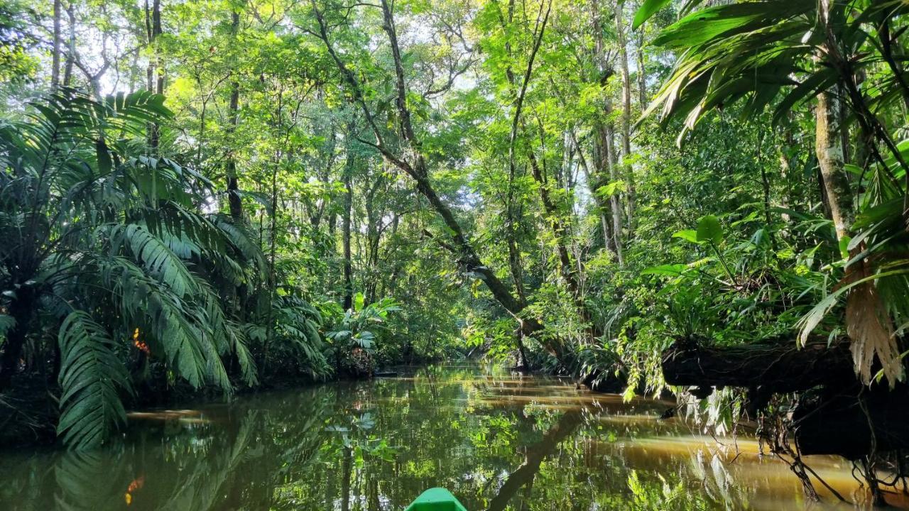 Wildlife Art Tortuguero Otel Dış mekan fotoğraf