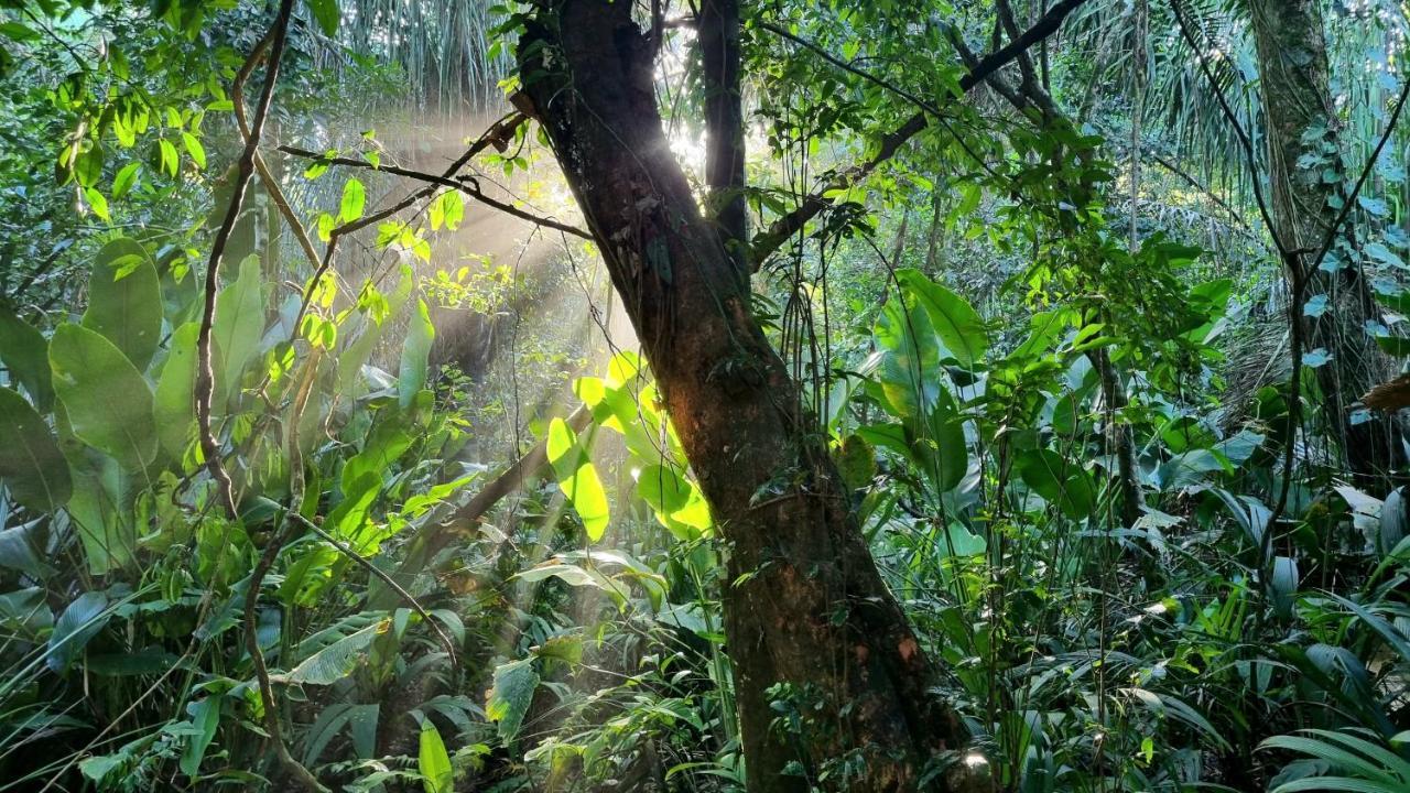 Wildlife Art Tortuguero Otel Dış mekan fotoğraf