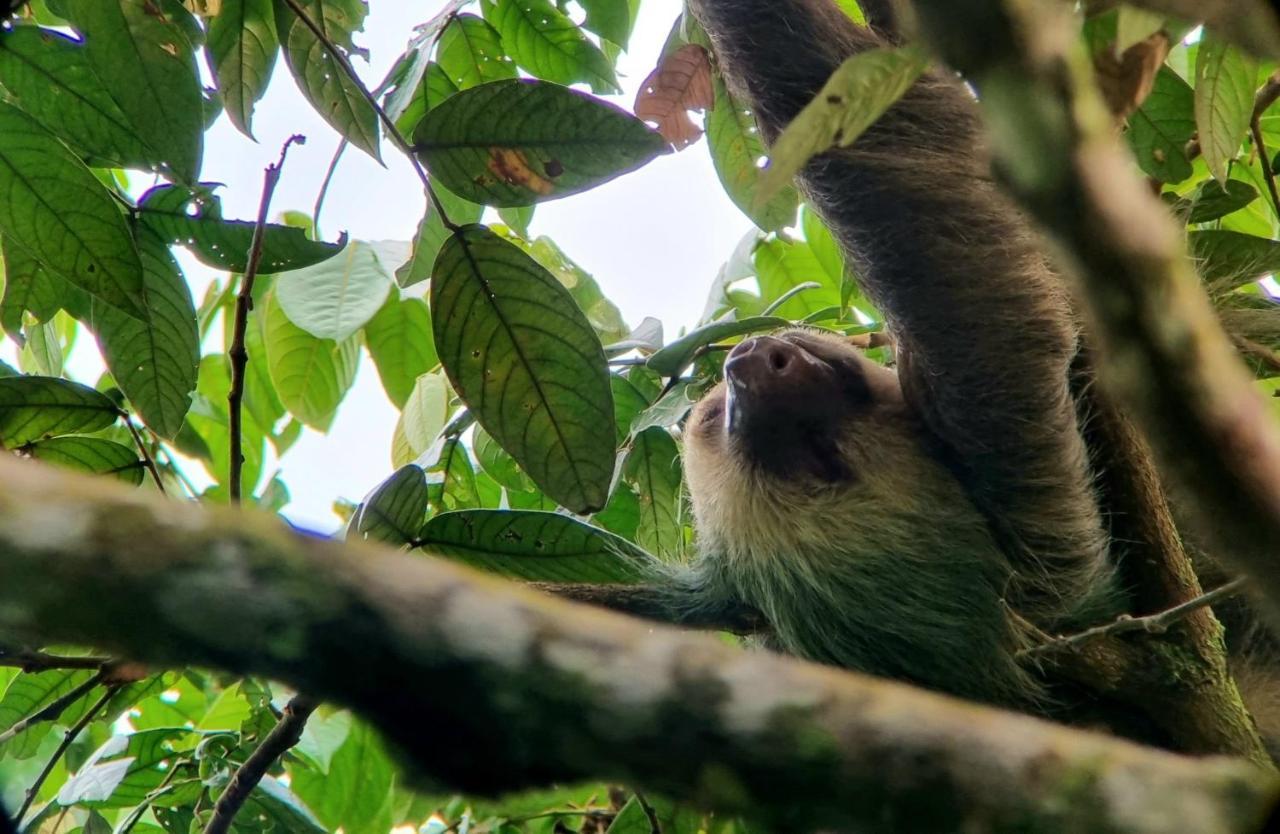 Wildlife Art Tortuguero Otel Dış mekan fotoğraf
