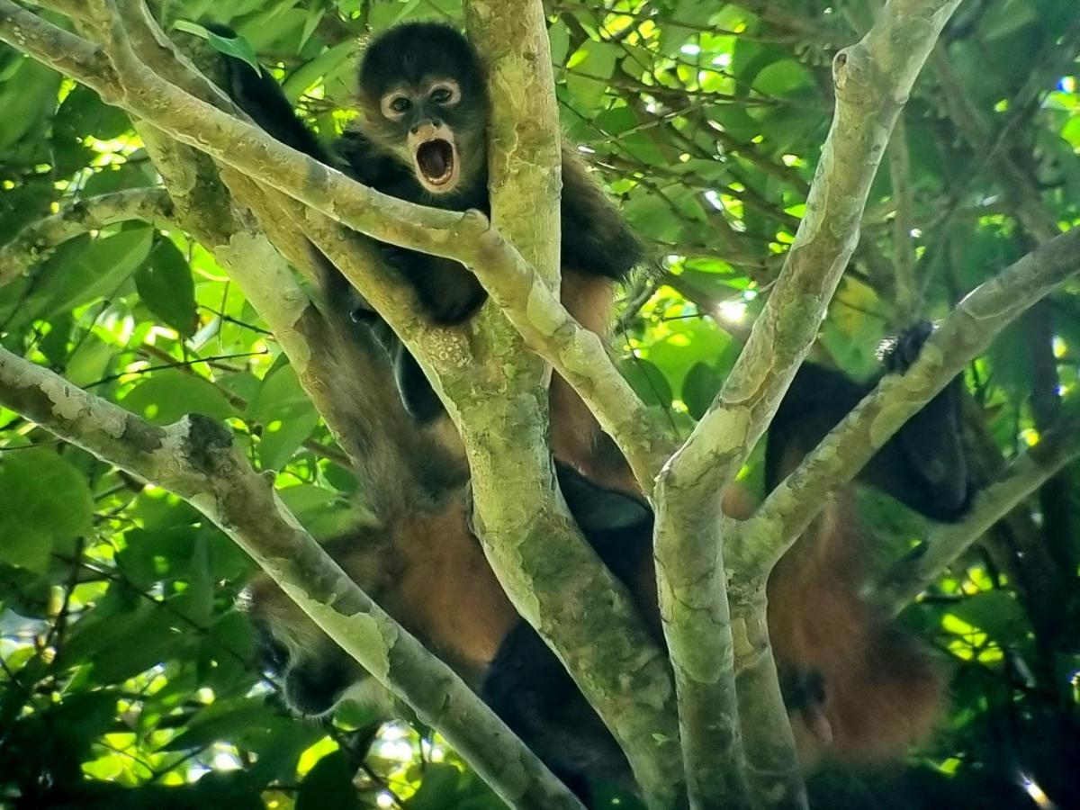 Wildlife Art Tortuguero Otel Dış mekan fotoğraf