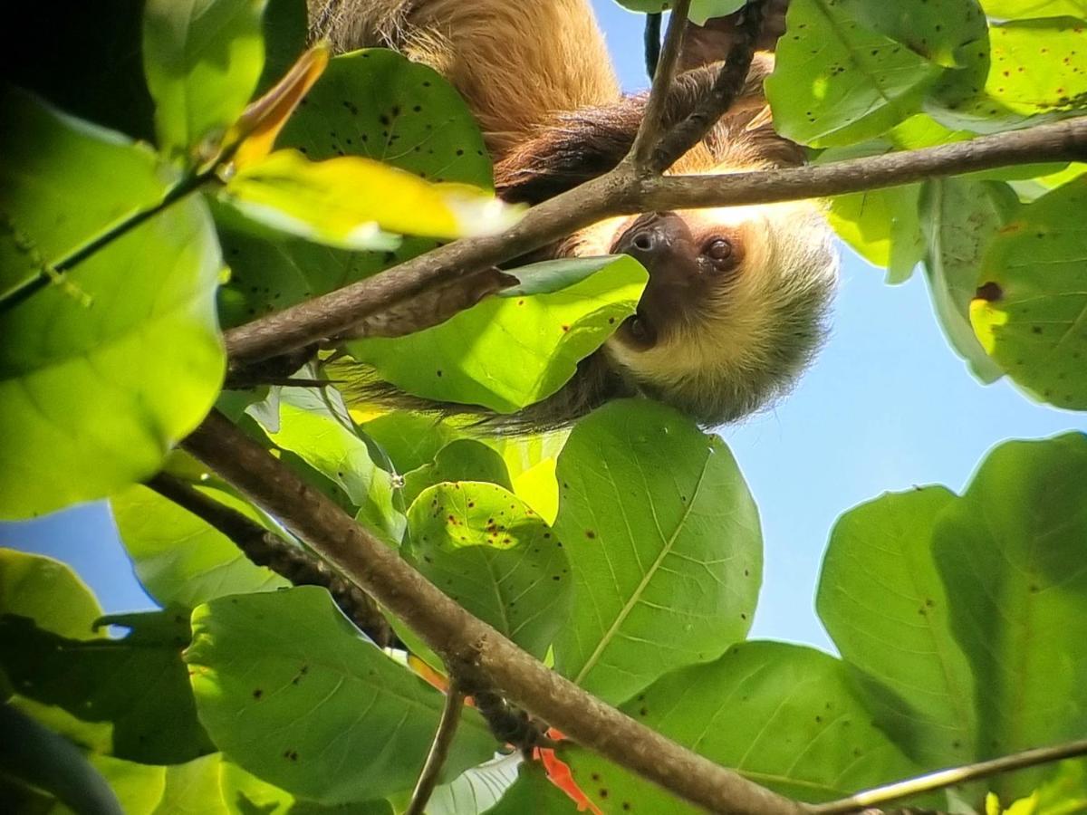 Wildlife Art Tortuguero Otel Dış mekan fotoğraf