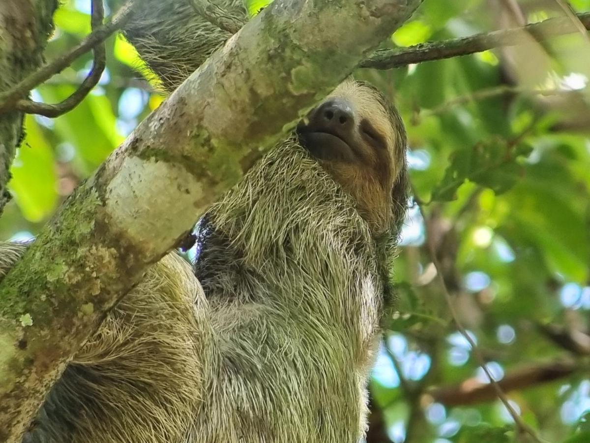 Wildlife Art Tortuguero Otel Dış mekan fotoğraf