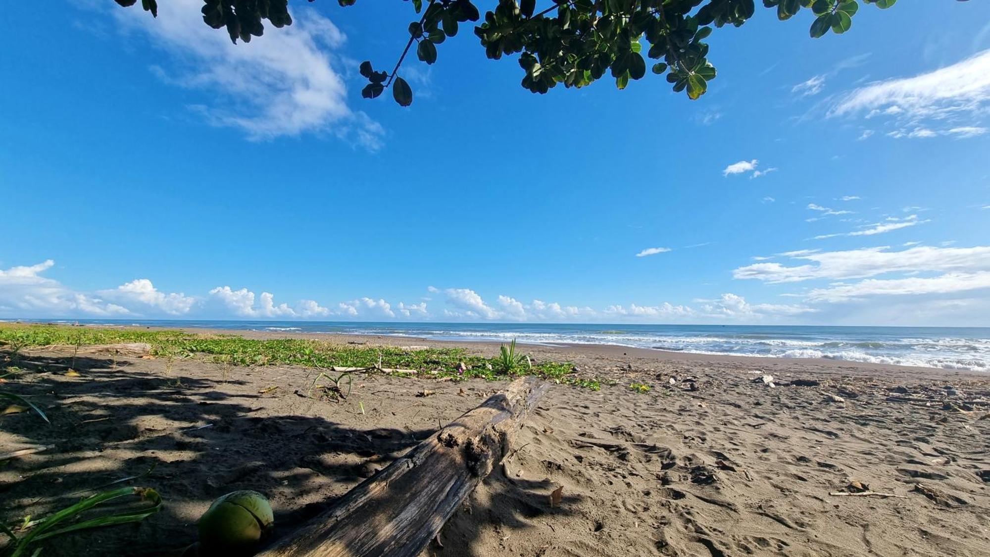 Wildlife Art Tortuguero Otel Dış mekan fotoğraf