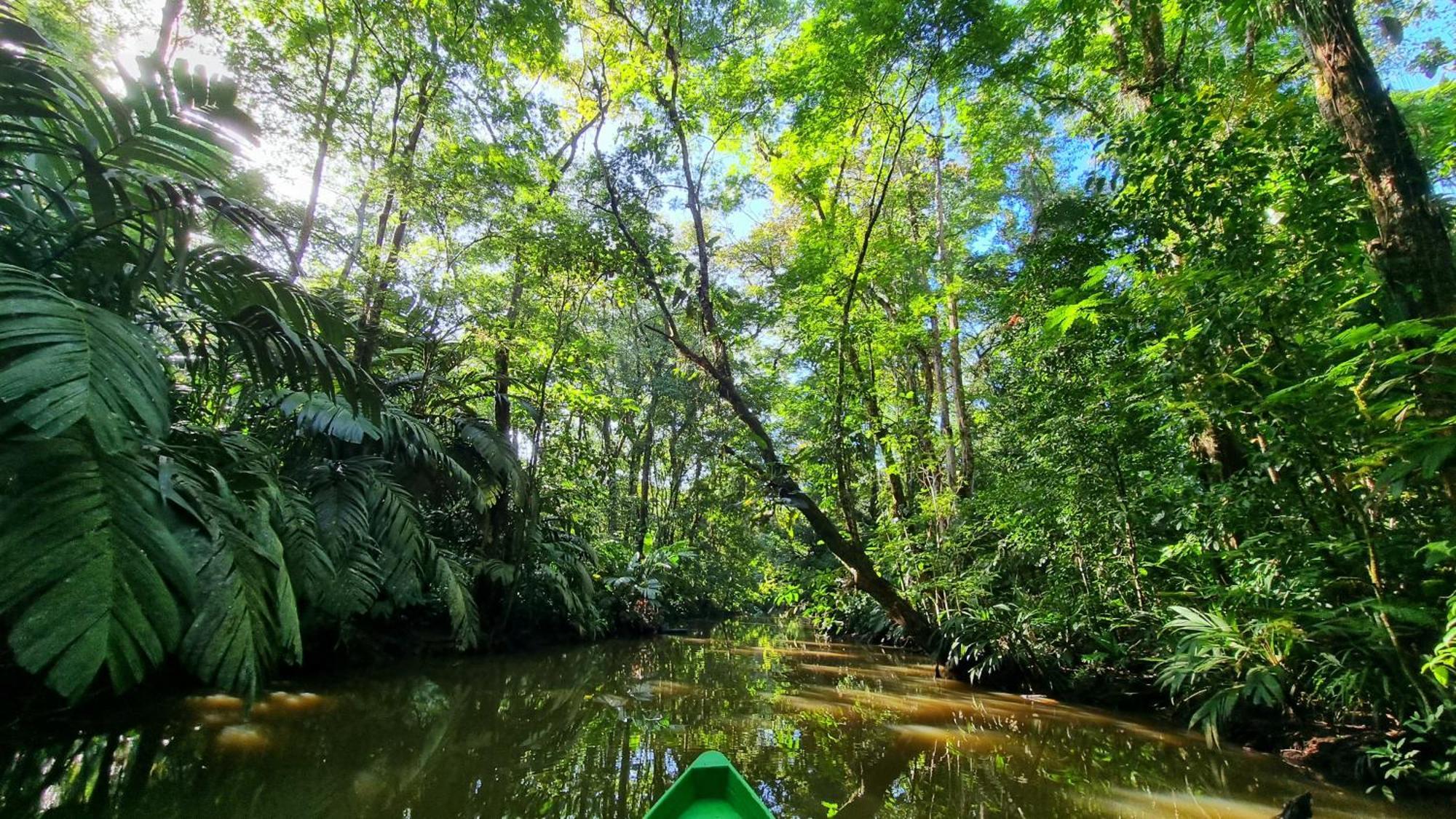 Wildlife Art Tortuguero Otel Dış mekan fotoğraf