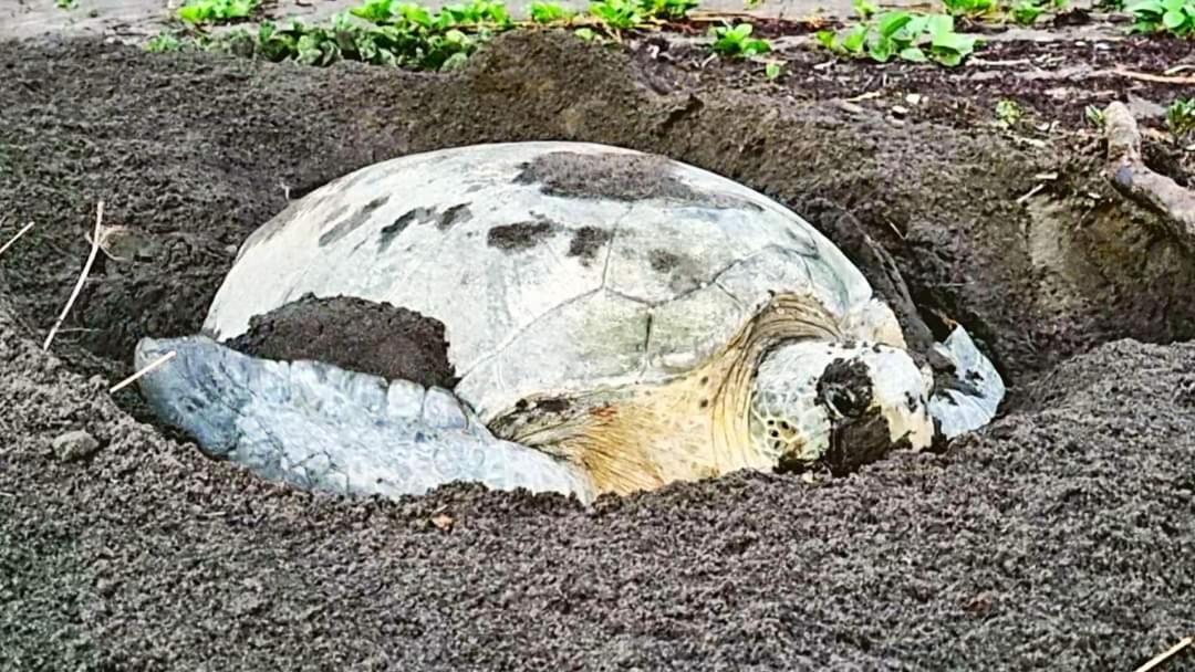 Wildlife Art Tortuguero Otel Dış mekan fotoğraf