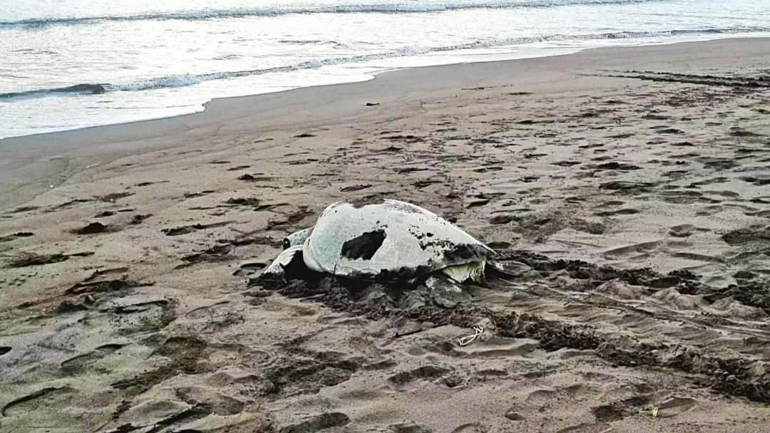 Wildlife Art Tortuguero Otel Dış mekan fotoğraf