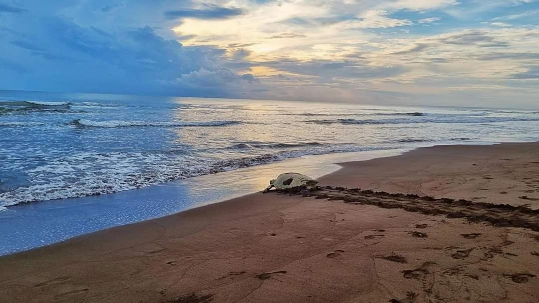 Wildlife Art Tortuguero Otel Dış mekan fotoğraf